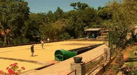 Thực tế ngành cà phê ở Việt Nam hiện nay