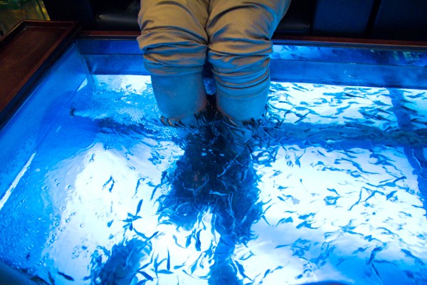 Cafe mát xa cá - Fish Massage